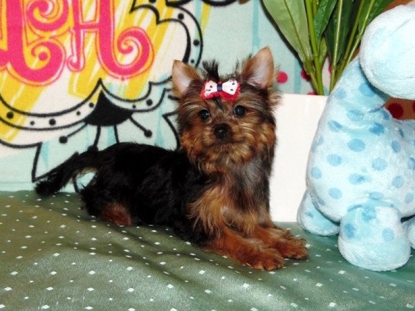 Yorkshire Terrier, Yorki