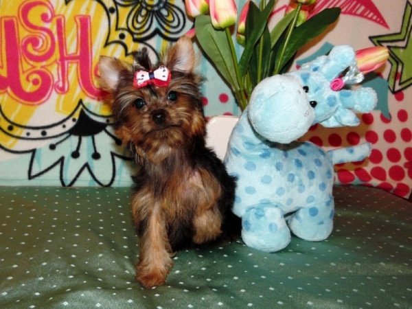 Yorkshire Terrier, Yorki