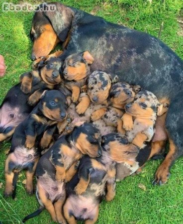 Tacskó *5 örökbefogadható kölyök