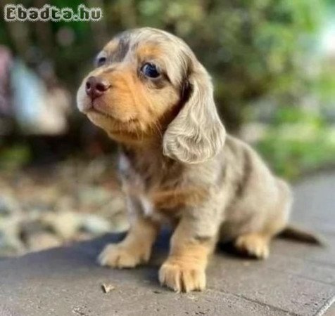 Tacskó *5 örökbefogadható kölyök