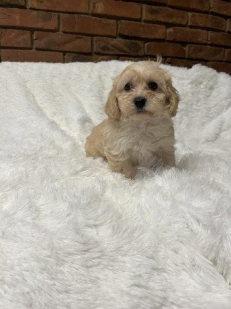 Maltipoo