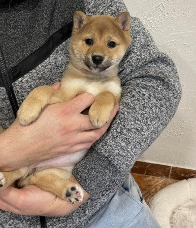 Shiba inu