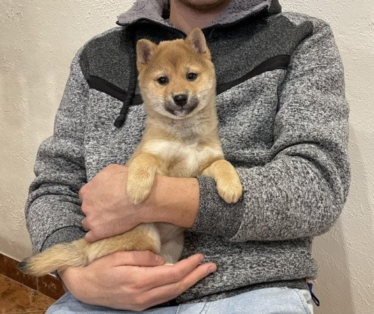 Shiba inu