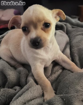 Csivava kislányok Vas megyében