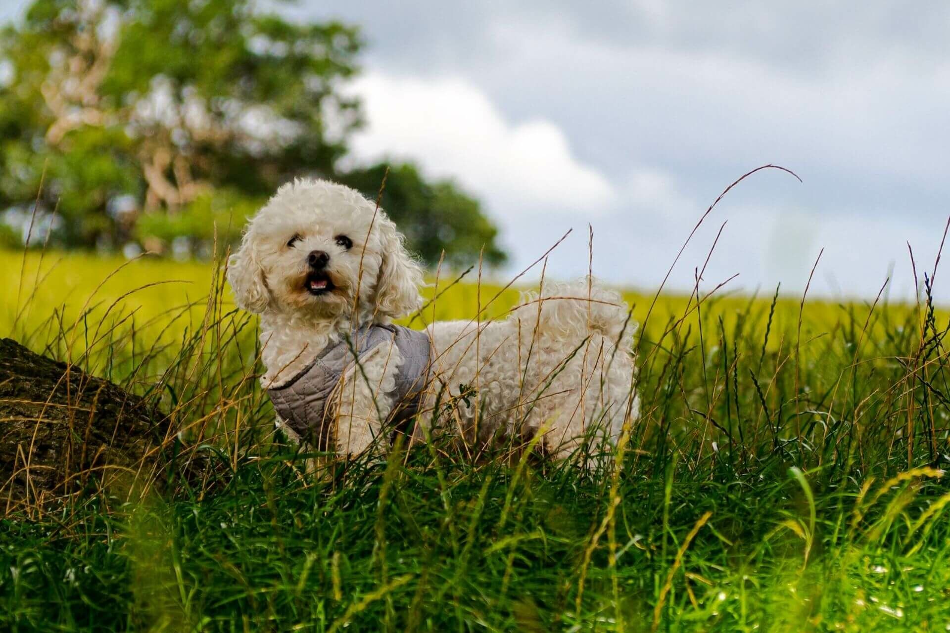 bichon bolognese