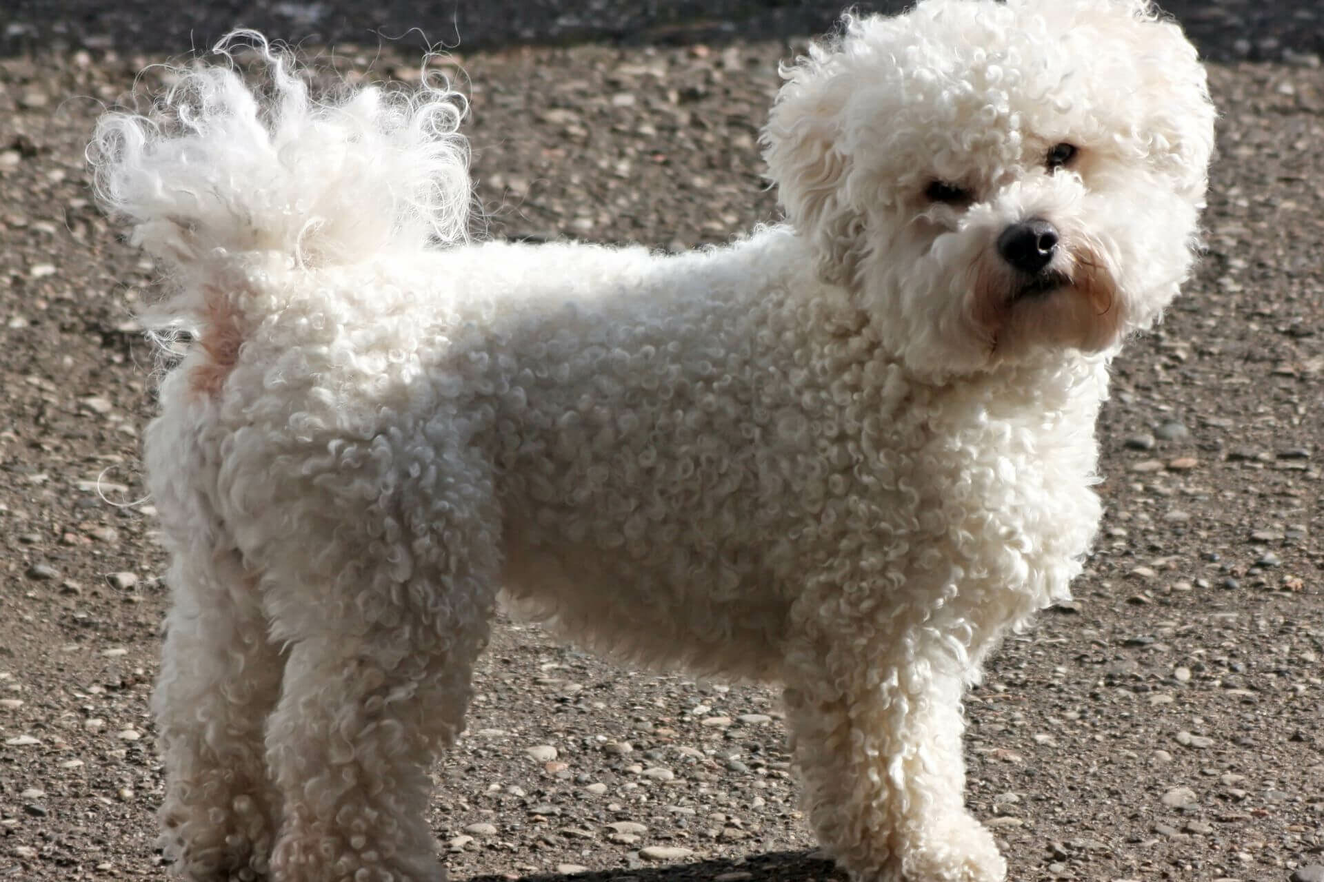 bichon bolognese