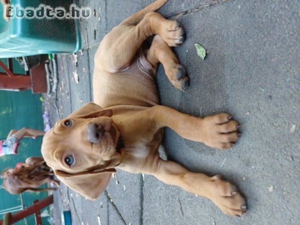 Eladó vizsla kiskutyák