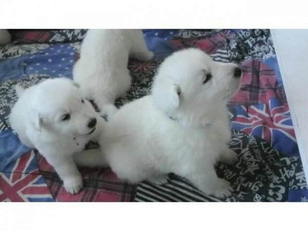 SVÁJCI FEHÉR JUHÁSZ