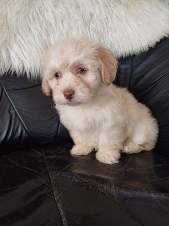 bichon havanese