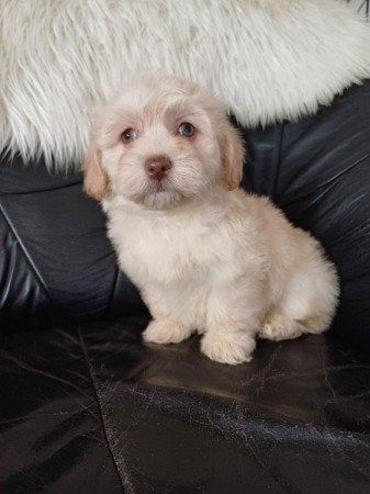 bichon havanese