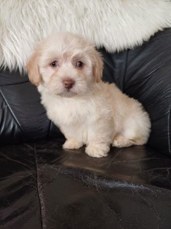 bichon havanese