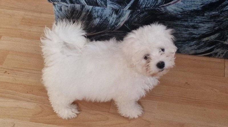 Bichon Havanese