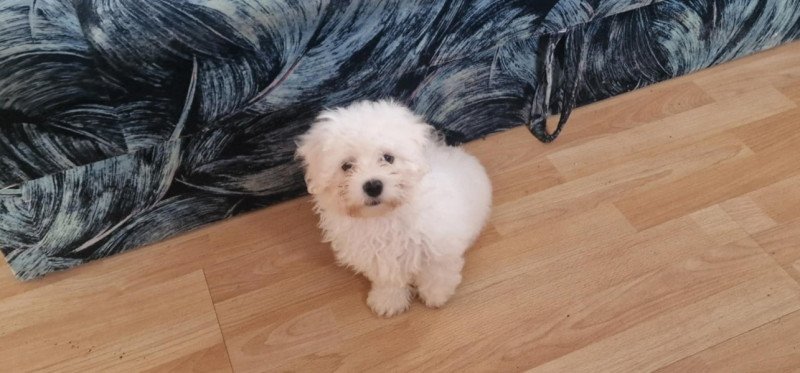 Bichon Havanese