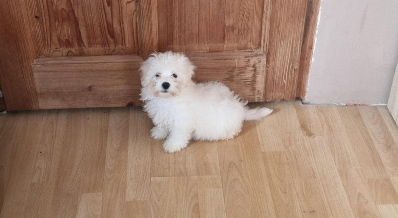 Bichon Havanese