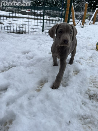 Weimari vizsla kiskutyák