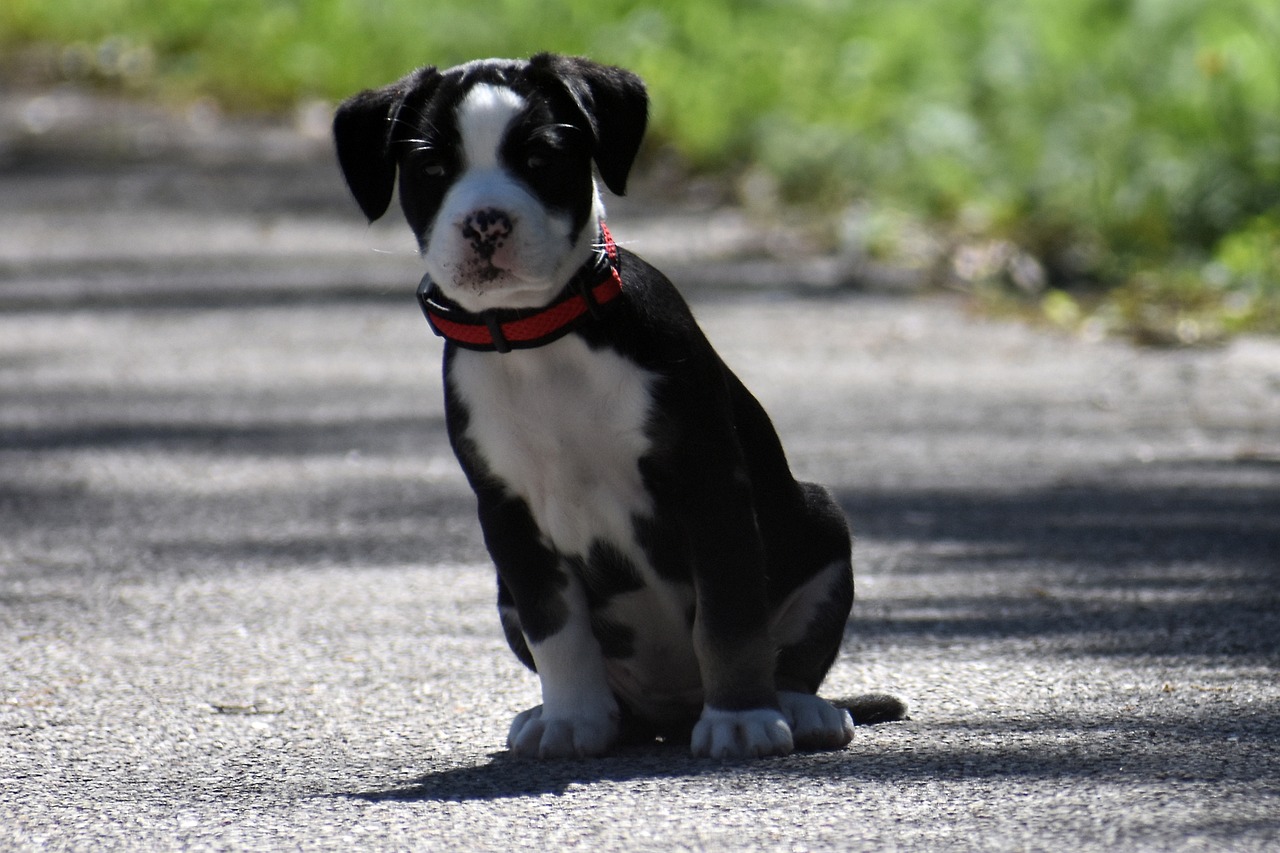 american bully