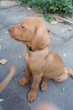 Magyar Vizsla kölyök kutya (2db kan)