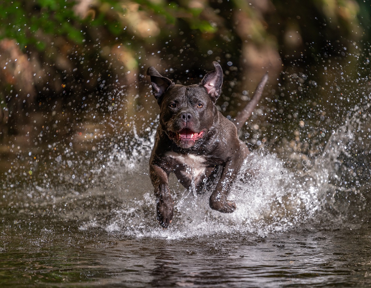 american bully