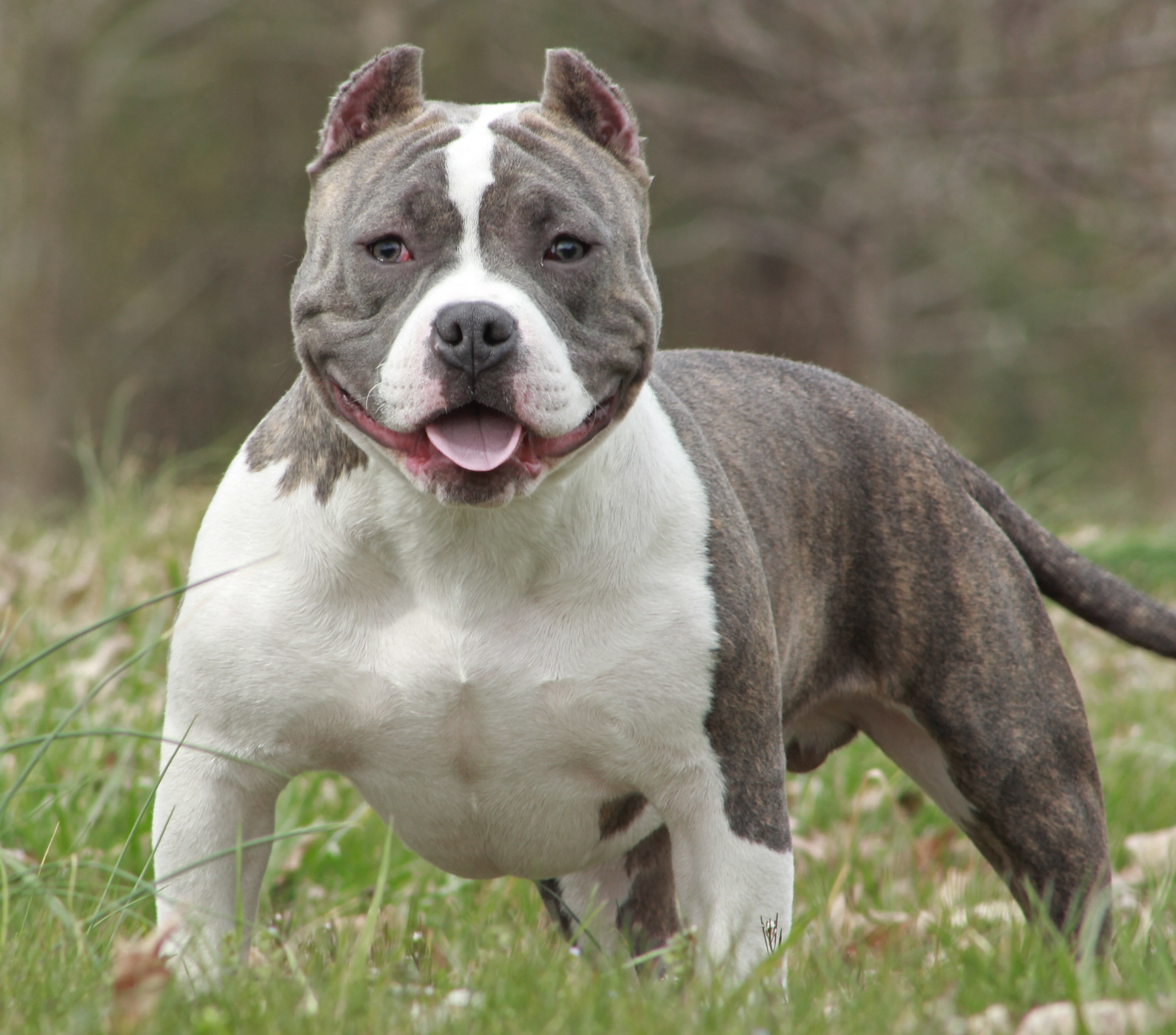 american bully