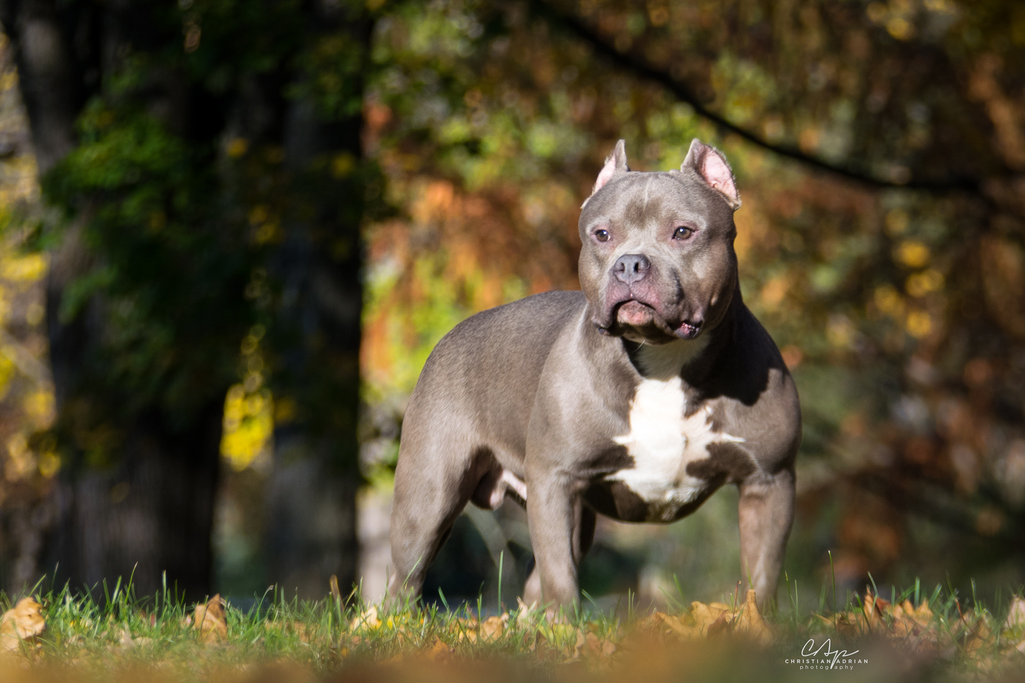 american bully