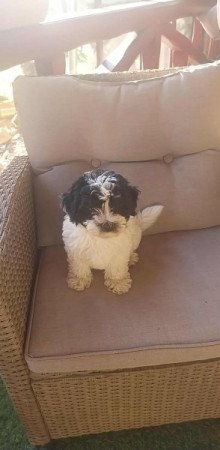 Bichon havanese