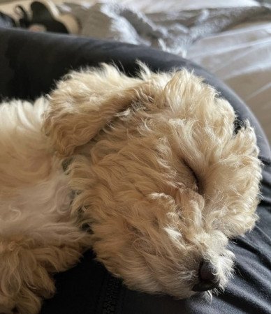 Maltipoo maltai selyem es torpe uszkar