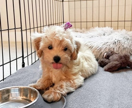 Maltipoo maltai selyem es uszkar