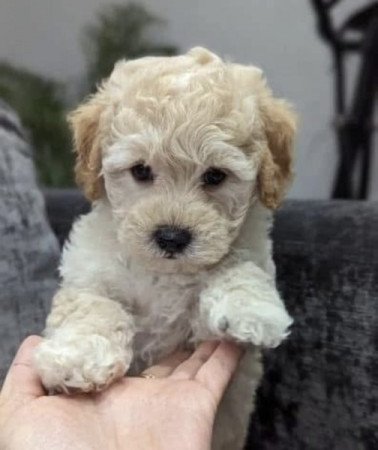 Maltipoo maltai selyem es torpe uszkar