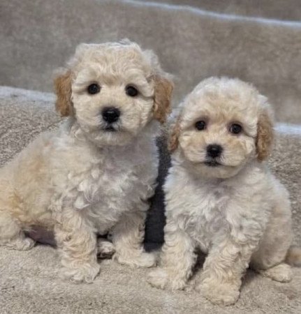 Maltipoo maltai selyem es torpe uszkar