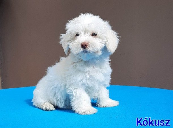 Bichon Havanese