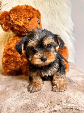 Mini és extra mini Yorkshire terrier