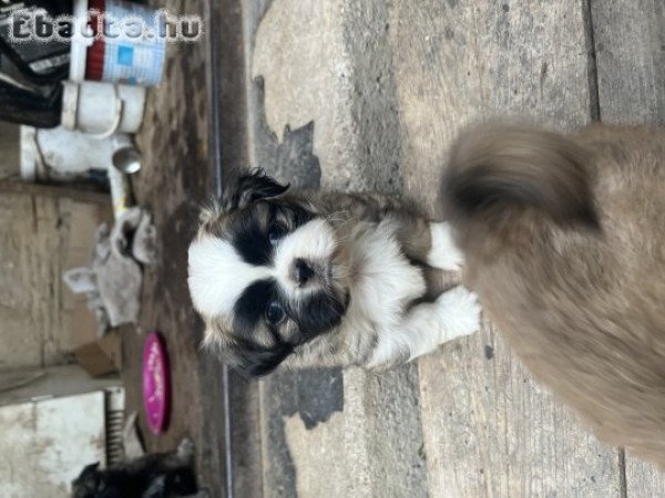 palotapincsi kiskutyus