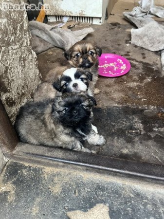 palotapincsi kiskutyus