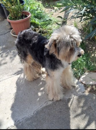 Biewer yorkshire terrier