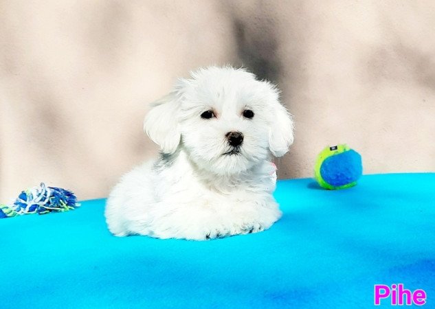 Bichon Havanese