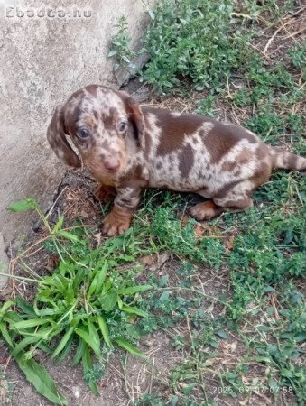 Pöttyös boldogságcsomagok – harlekin törpetacskók