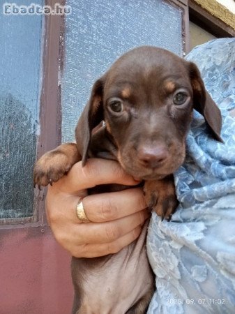 Pöttyös boldogságcsomagok – harlekin törpetacskók