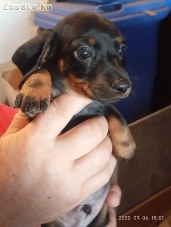 Pöttyös boldogságcsomagok – harlekin törpetacskók