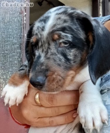 Pöttyös boldogságcsomagok – harlekin törpetacskók