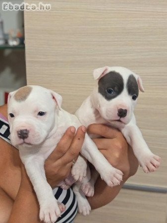 Helló amerikai stafford kölyök kutyusok