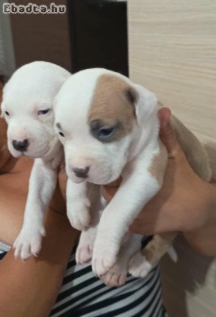 Helló amerikai stafford kölyök kutyusok