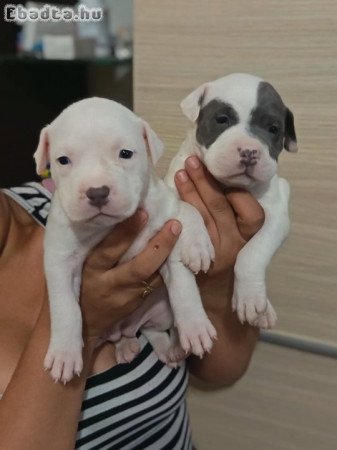 Helló amerikai stafford kölyök kutyusok