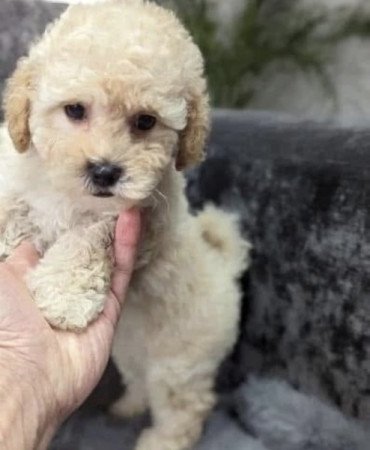 Maltipoo maltai selyem es torpe uszkar