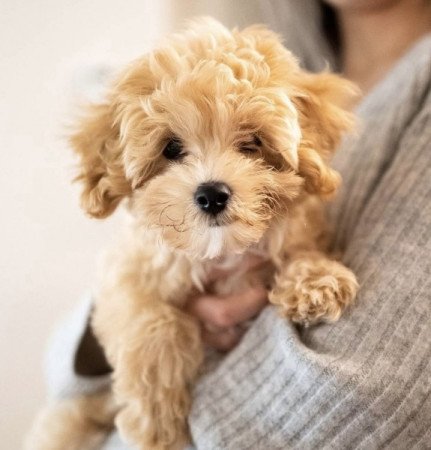 Maltipoo maltai selyem es uszkar