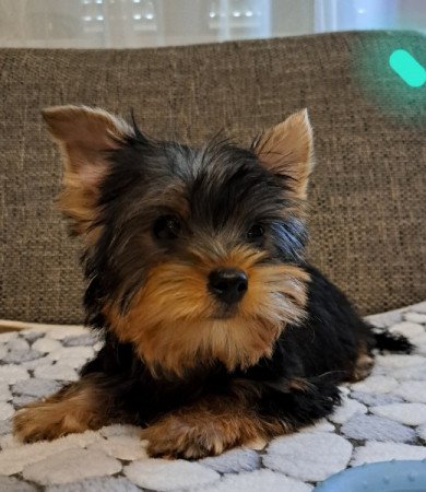 Yorkshire terrier