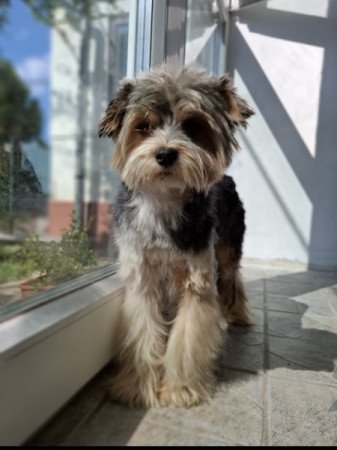 Biewer yorkshire terrier