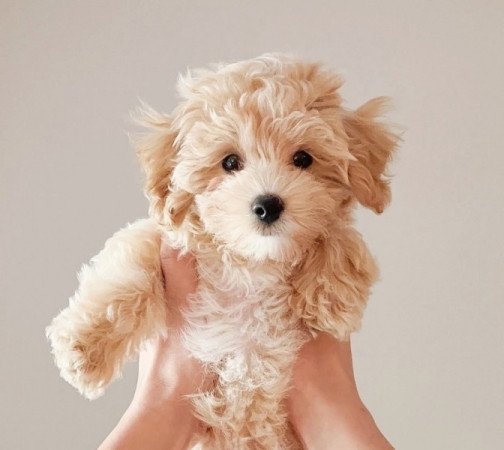 Maltipoo maltai selyem es uszkar