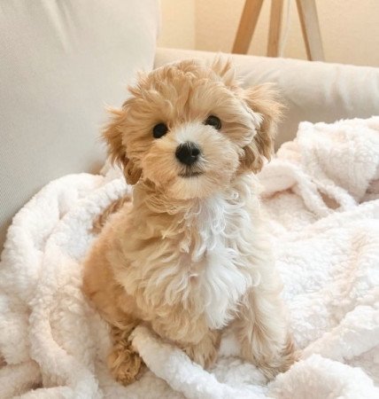 Maltipoo maltai selyem es uszkar