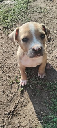 Staffordshire terrier kis kutya
