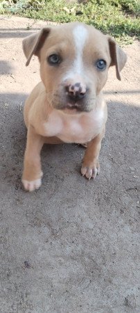 Staffordshire terrier kis kutya